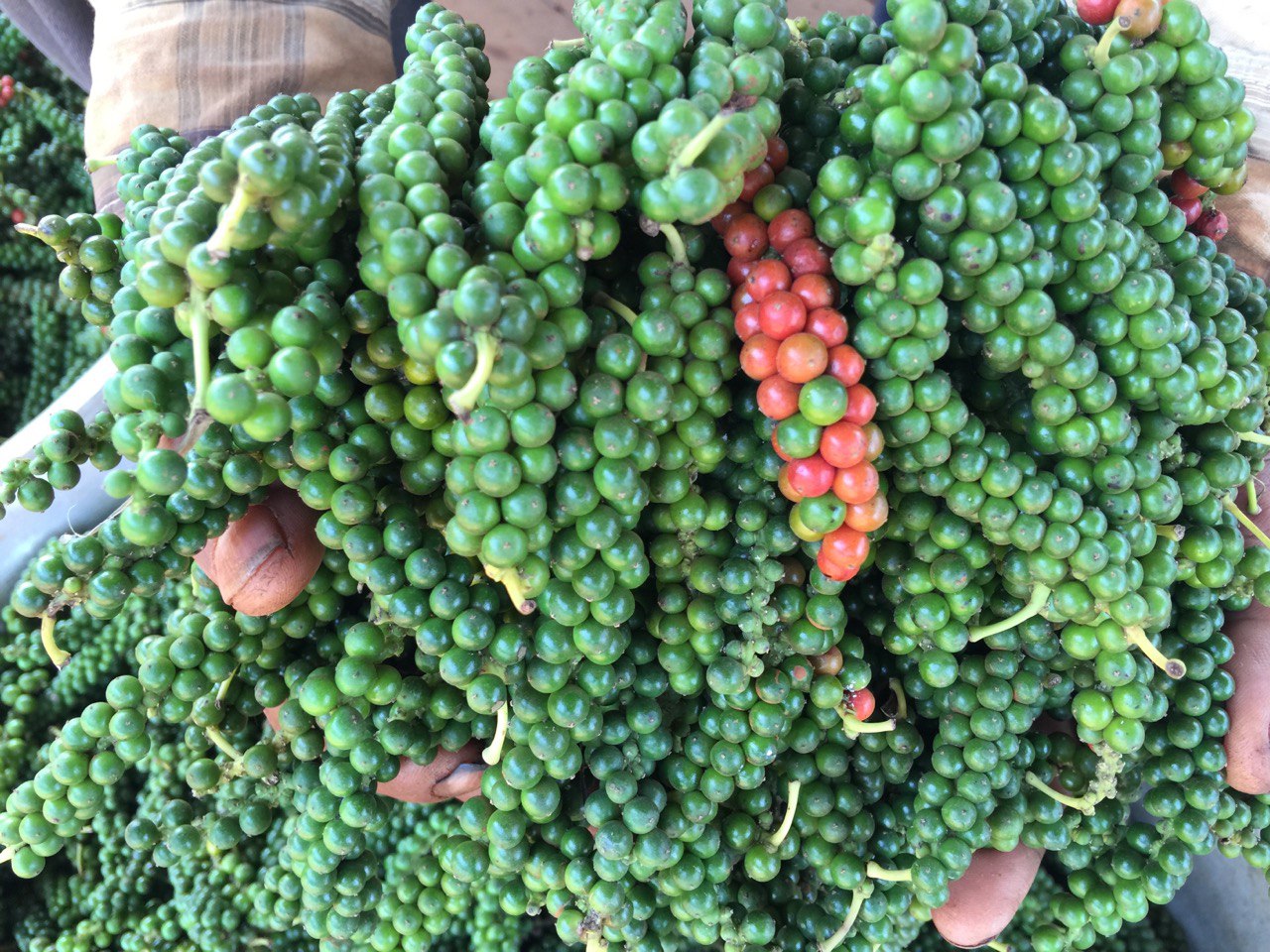 Fresh organic pepper from Orchel Farm